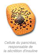 Cellule du pancréas