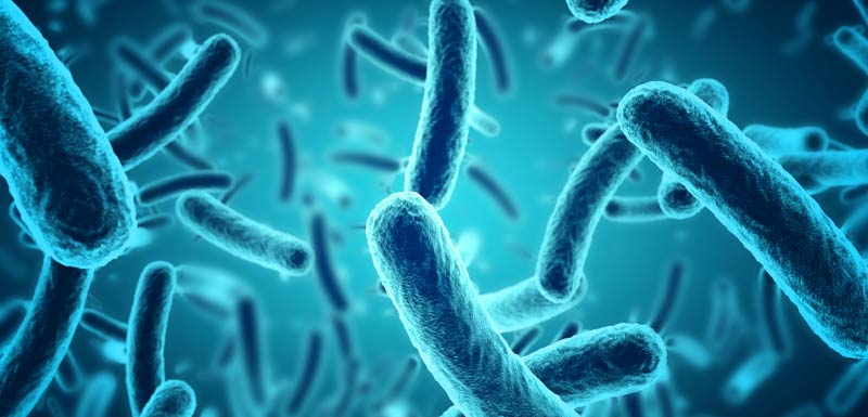 microbiote syndrome métabolique