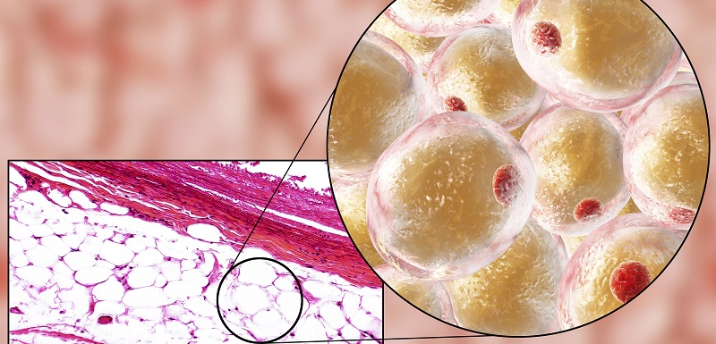 Découverte clef dans le processus cellulaire de stockage de graisses