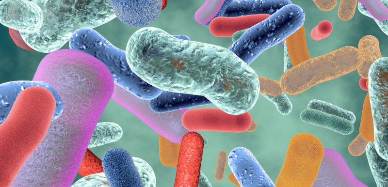 microflore bénéfique bactérie intestinale saine probiotiques obésité